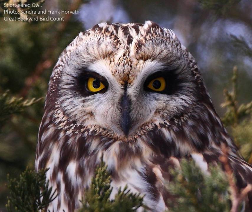Foto de ave do National Audubon Society