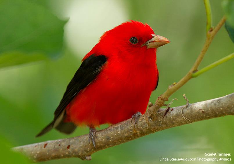 Foto de ave do National Audubon Society