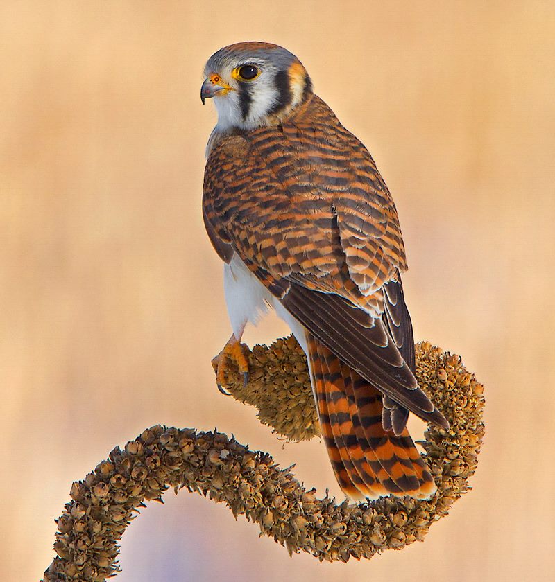 Foto de ave do National Audubon Society
