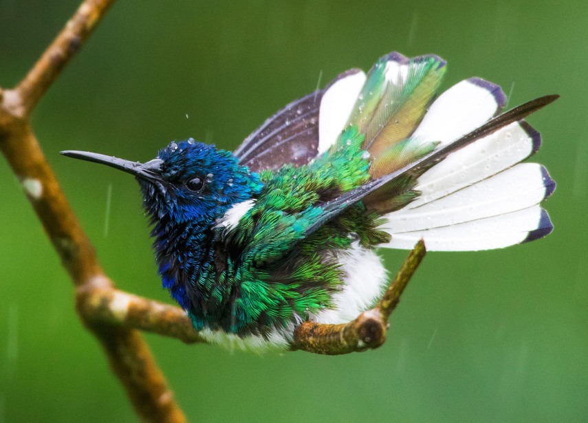 Foto de ave do National Audubon Society