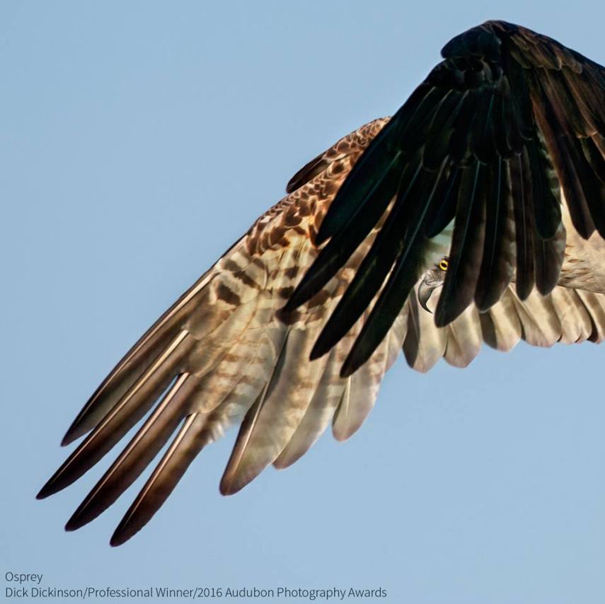 Foto de ave do National Audubon Society