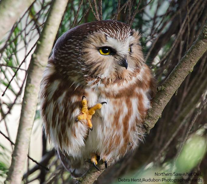 Foto de ave do National Audubon Society