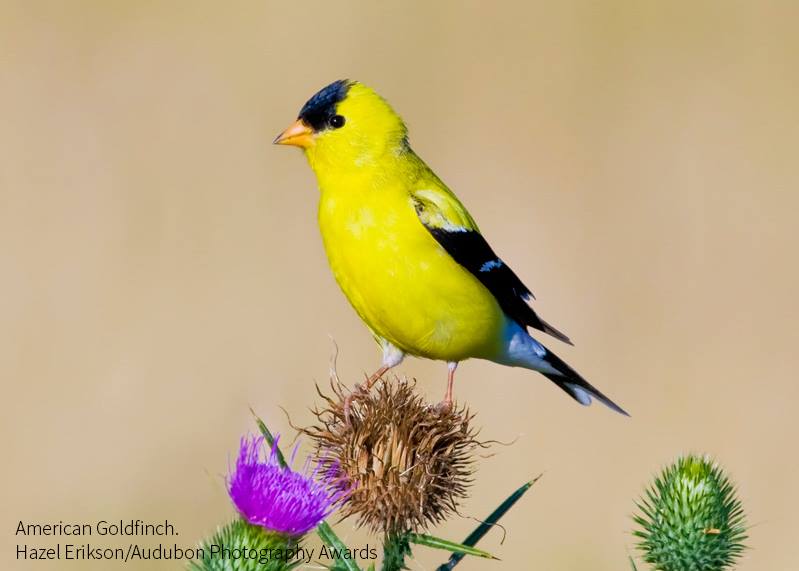 Foto de ave do National Audubon Society