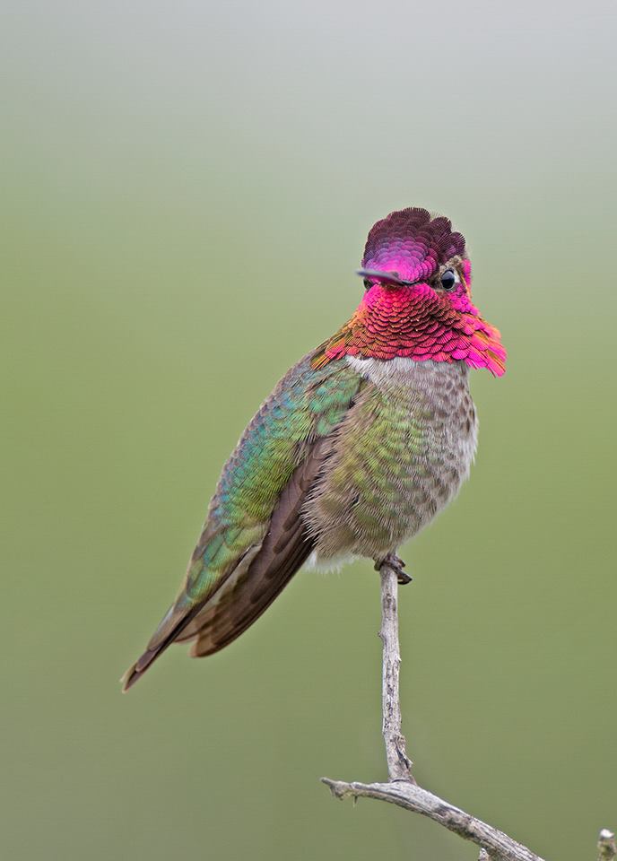 Foto de ave do National Audubon Society