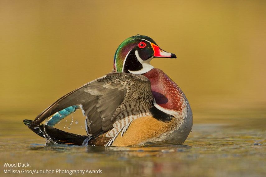 Foto de ave do National Audubon Society