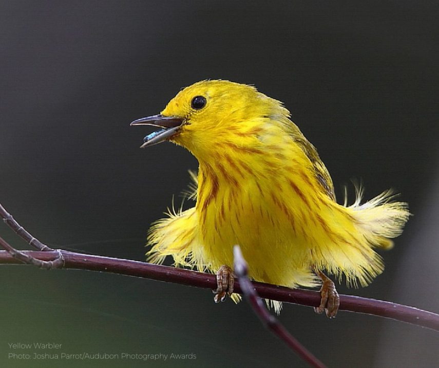 Foto de ave do National Audubon Society