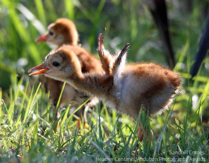 Foto de ave do National Audubon Society
