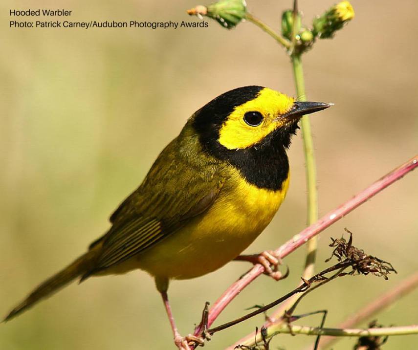 Foto de ave do National Audubon Society