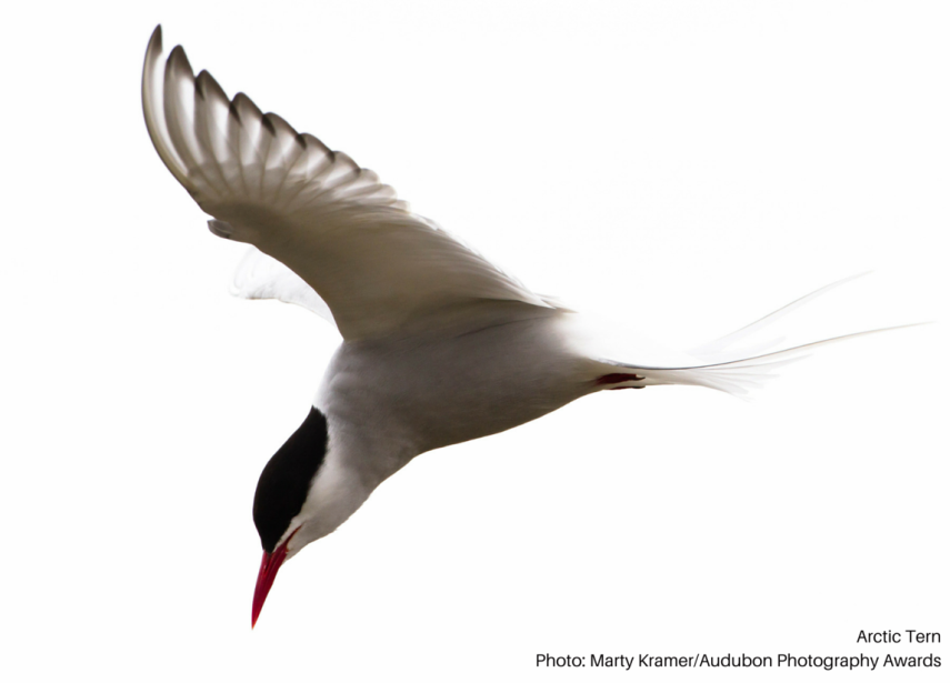 Foto de ave do National Audubon Society