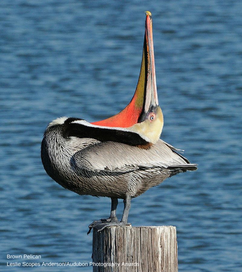 Foto de ave do National Audubon Society