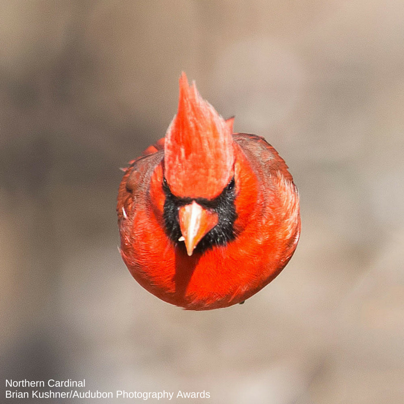 Foto de ave do National Audubon Society
