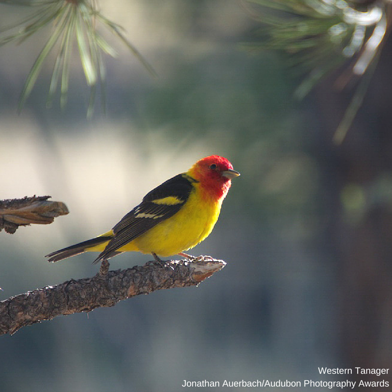 Foto de ave do National Audubon Society