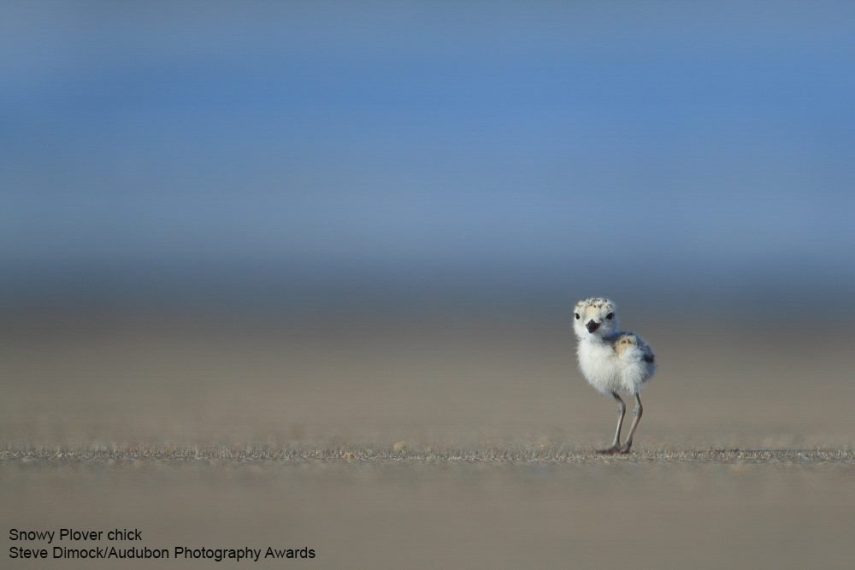 Foto de ave do National Audubon Society