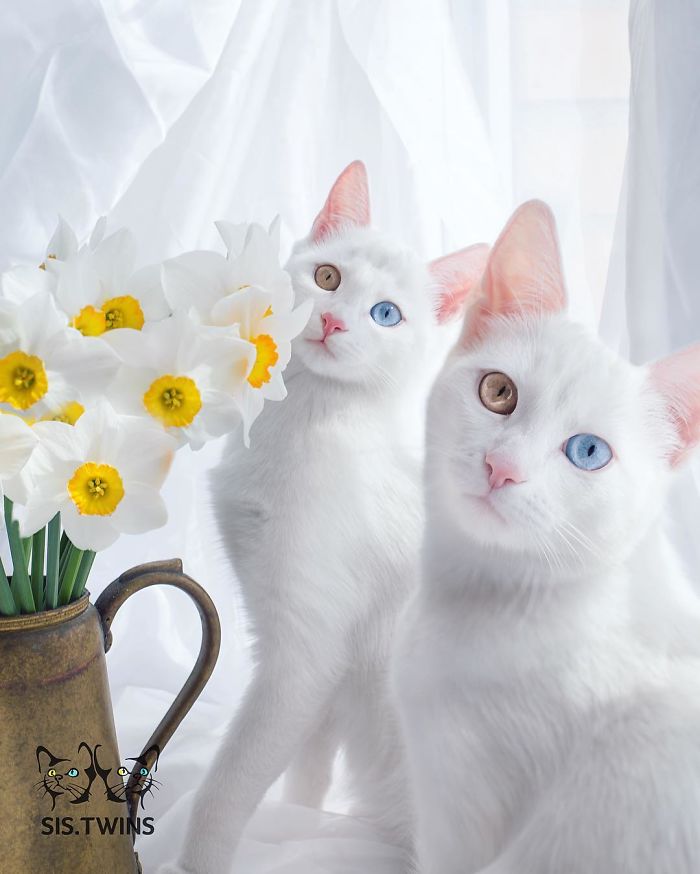 Esses gêmeos nasceram com heterocromia, uma anomalia que muda a cor dos olhos. Isso só os torna ainda mais perfeitinhos, fala sério! O instagram dos gatos russos já conta com quase 50 milhões de seguidores. Não é para menos!