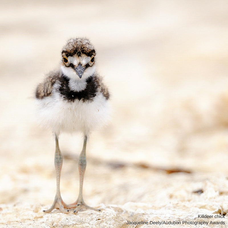 Foto de ave do National Audubon Society
