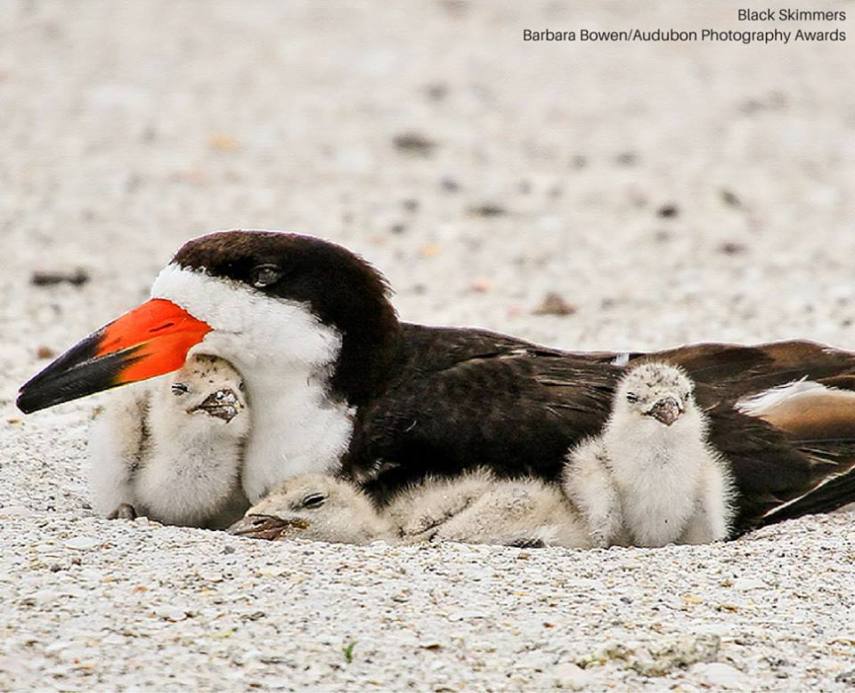 Foto de ave do National Audubon Society