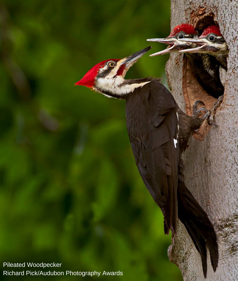 Foto de ave do National Audubon Society
