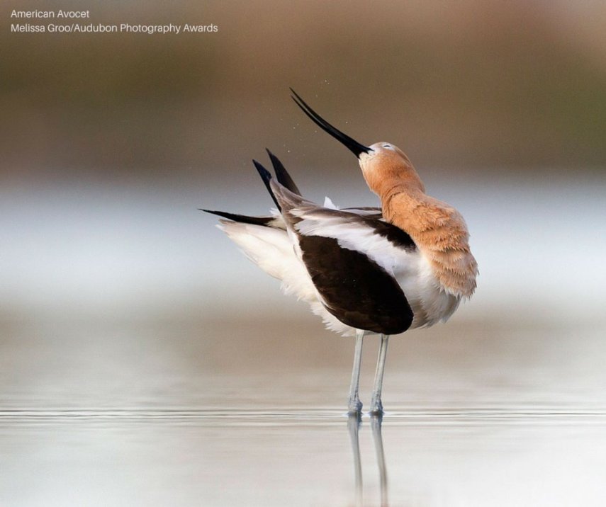 Foto de ave do National Audubon Society