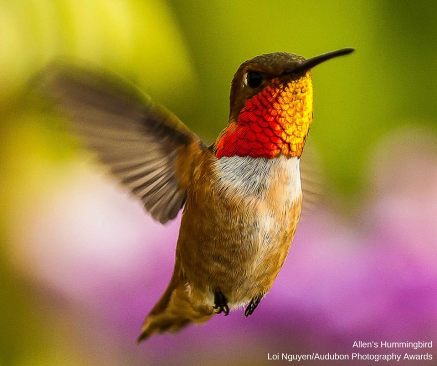 Foto de ave do National Audubon Society