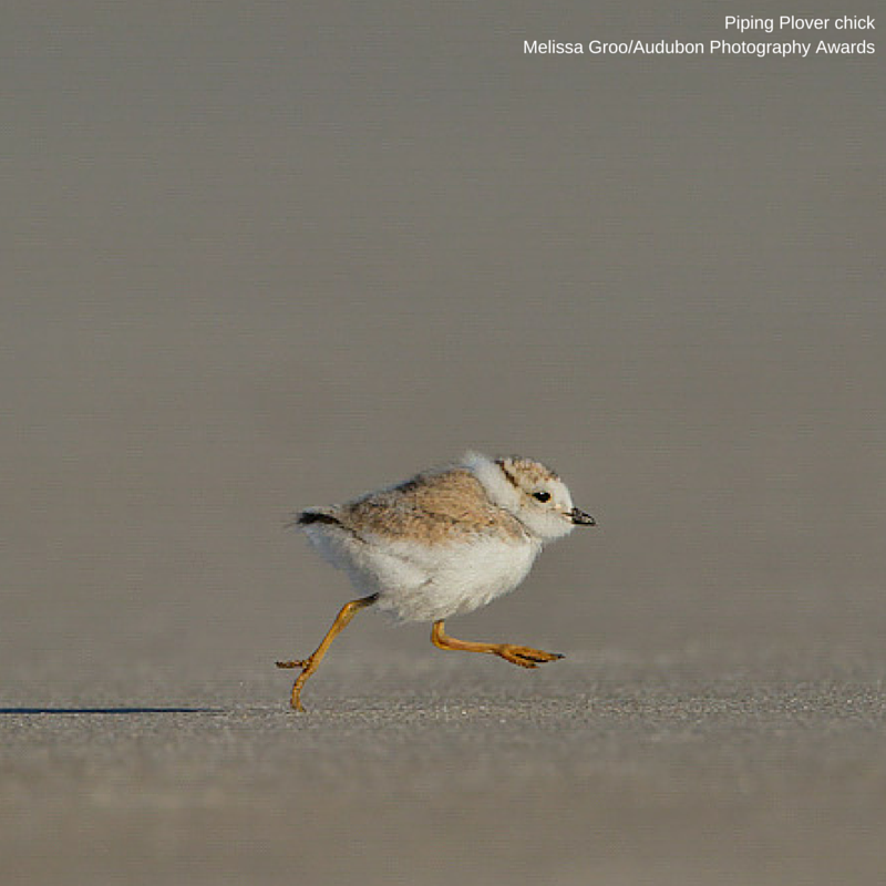 Foto de ave do National Audubon Society