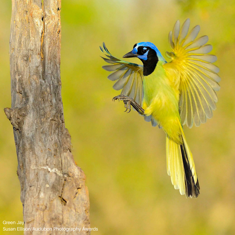 Foto de ave do National Audubon Society