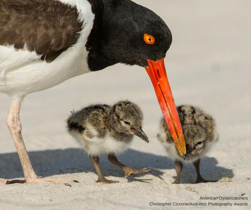 Foto de ave do National Audubon Society