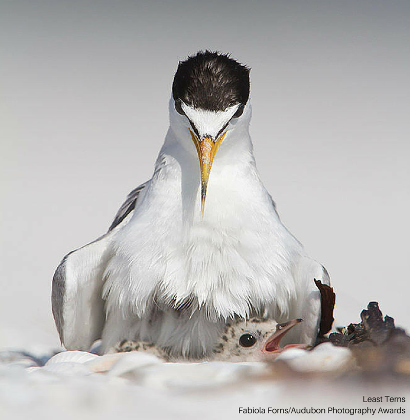 Foto de ave do National Audubon Society