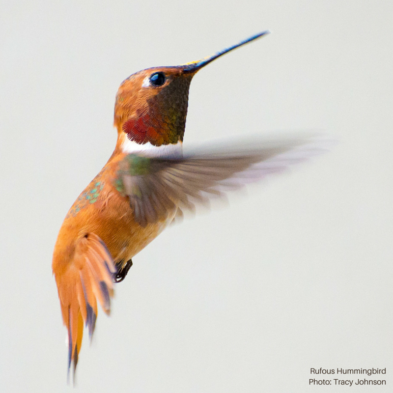 Foto de ave do National Audubon Society