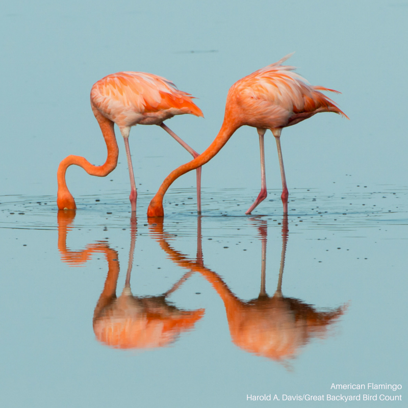 Foto de ave do National Audubon Society