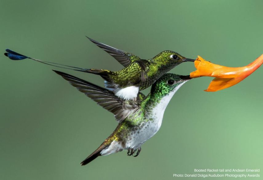 Foto de ave do National Audubon Society