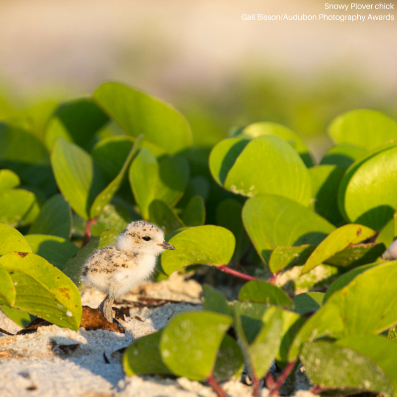 Foto de ave do National Audubon Society