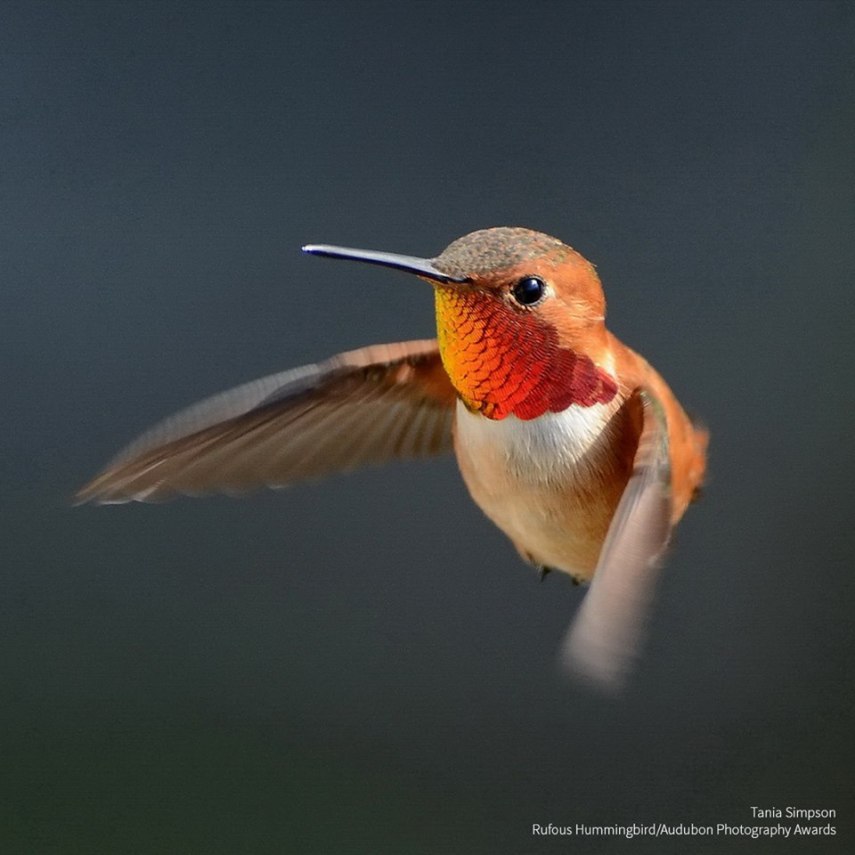 Foto de ave do National Audubon Society