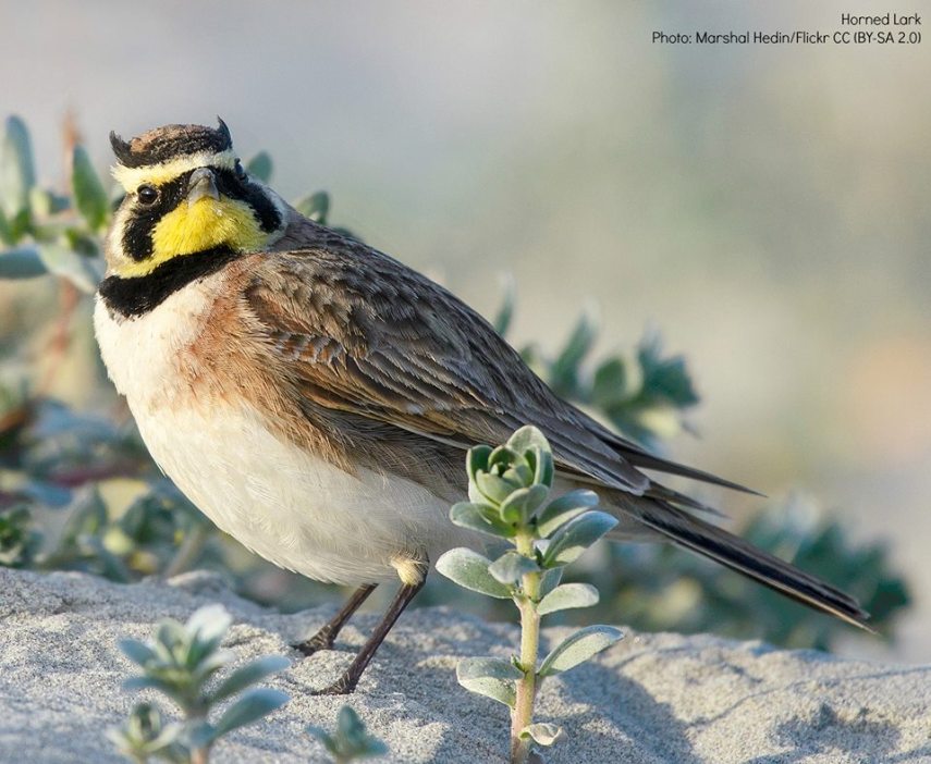 Foto de ave do National Audubon Society