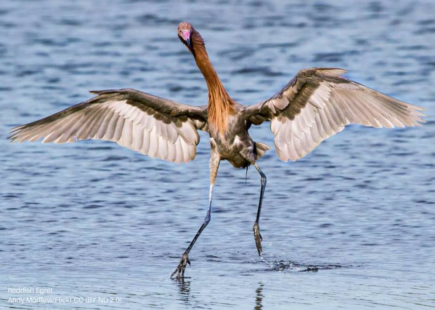 Foto de ave do National Audubon Society