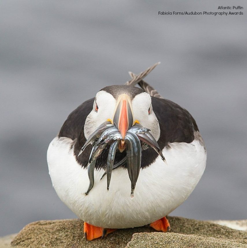 Foto de ave do National Audubon Society