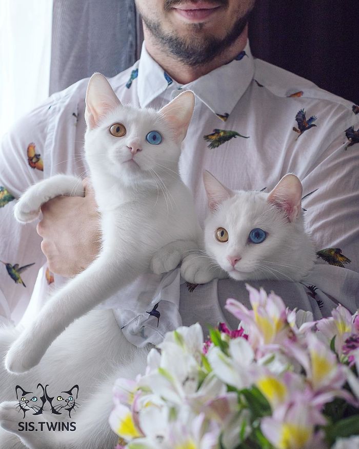 Esses gêmeos nasceram com heterocromia, uma anomalia que muda a cor dos olhos. Isso só os torna ainda mais perfeitinhos, fala sério! O instagram dos gatos russos já conta com quase 50 milhões de seguidores. Não é para menos!