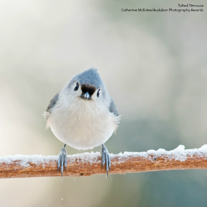 Foto de ave do National Audubon Society