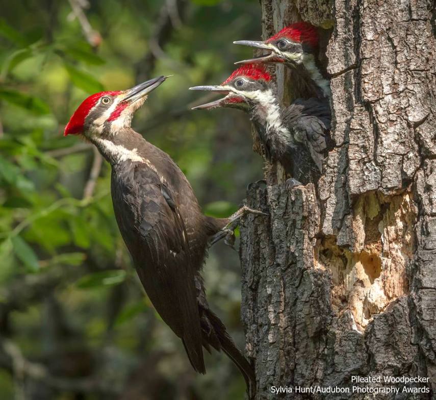 Foto de ave do National Audubon Society