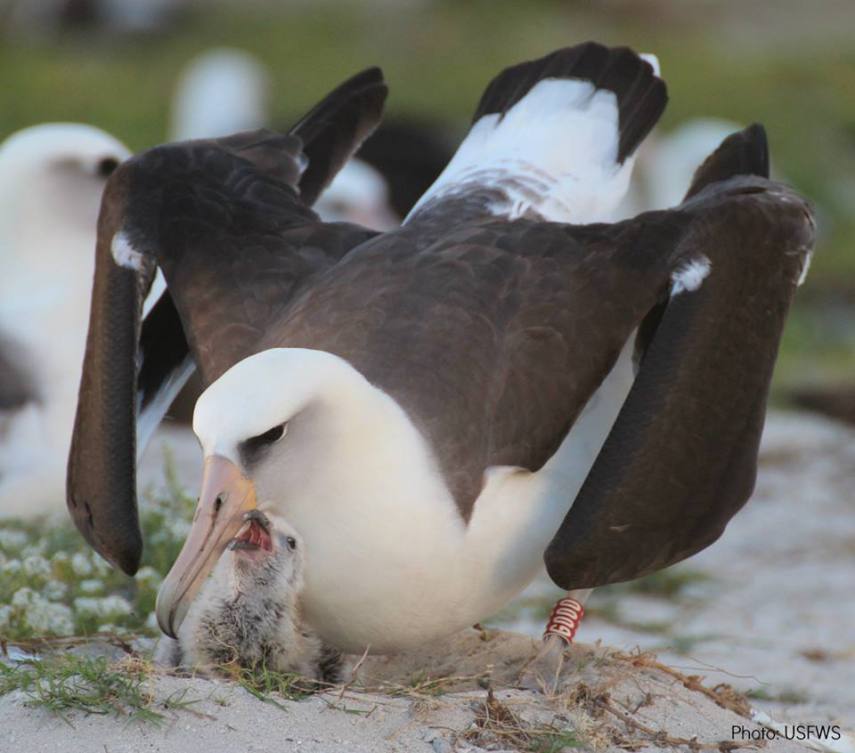 Foto de ave do National Audubon Society
