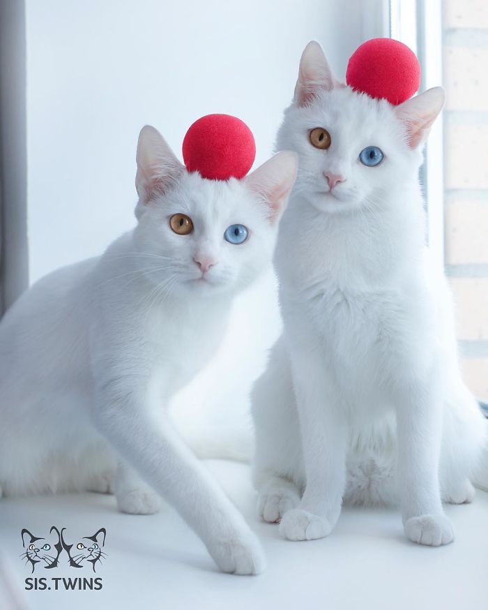 Esses gêmeos nasceram com heterocromia, uma anomalia que muda a cor dos olhos. Isso só os torna ainda mais perfeitinhos, fala sério! O instagram dos gatos russos já conta com quase 50 milhões de seguidores. Não é para menos!