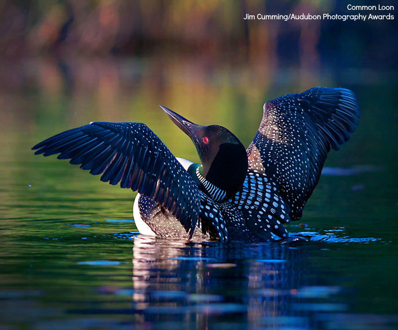 Foto de ave do National Audubon Society