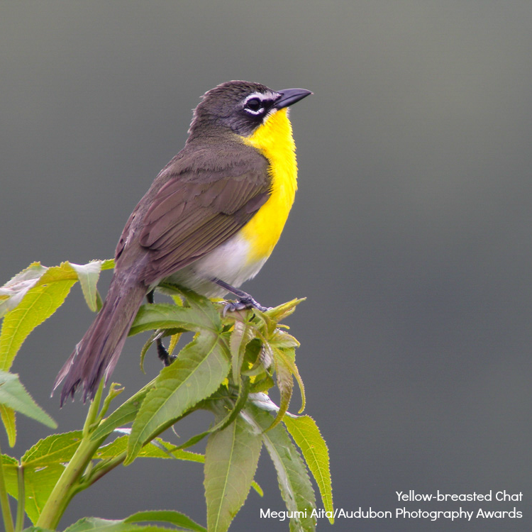 Foto de ave do National Audubon Society