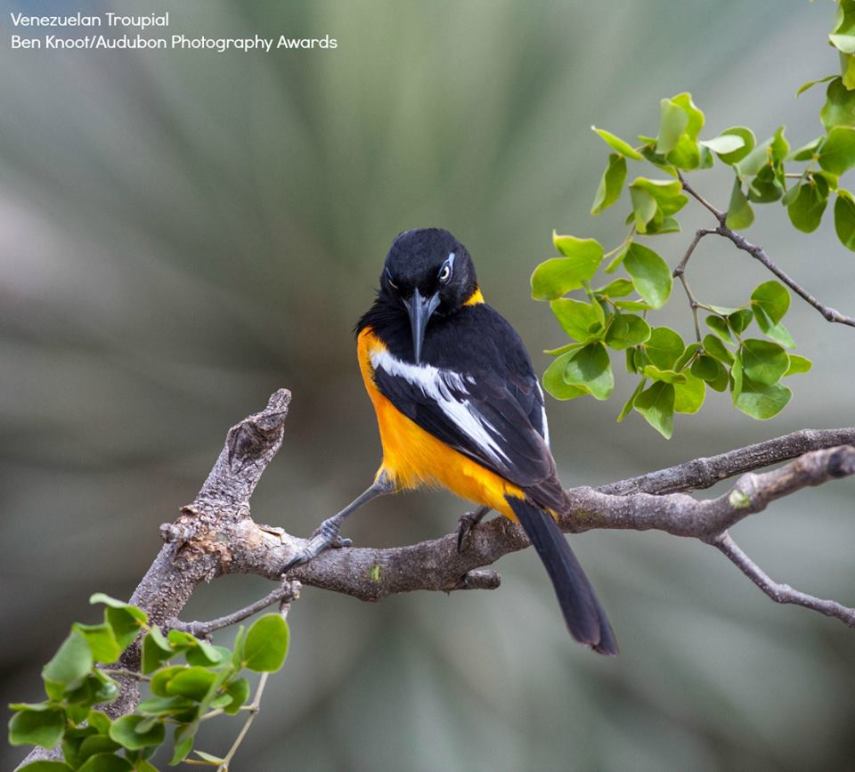 Foto de ave do National Audubon Society