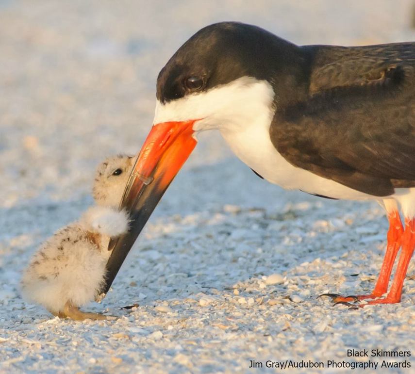 Foto de ave do National Audubon Society