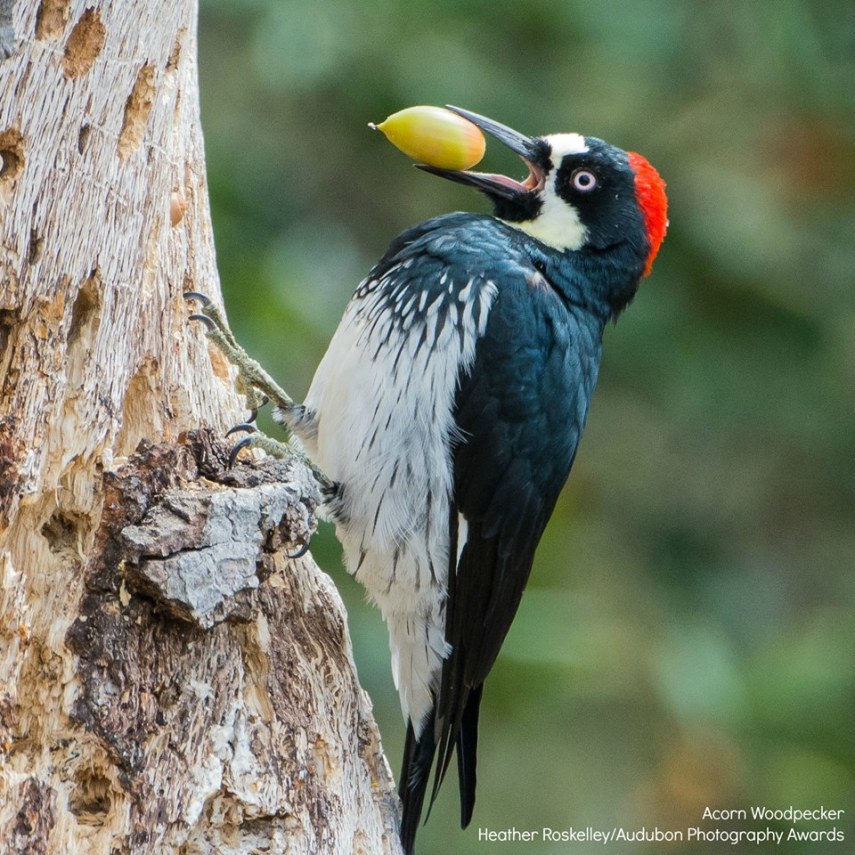 Foto de ave do National Audubon Society