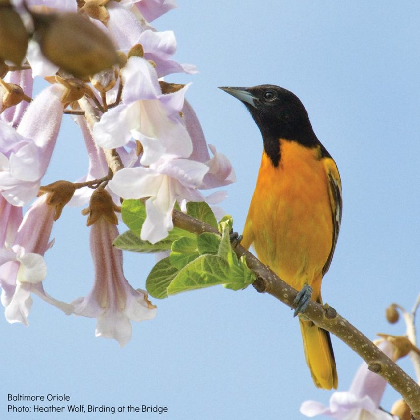 Foto de ave do National Audubon Society