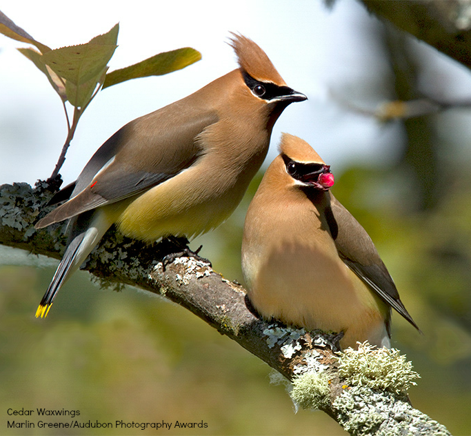 Foto de ave do National Audubon Society
