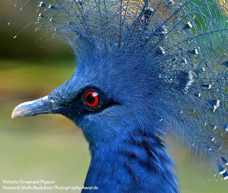 Foto de ave do National Audubon Society