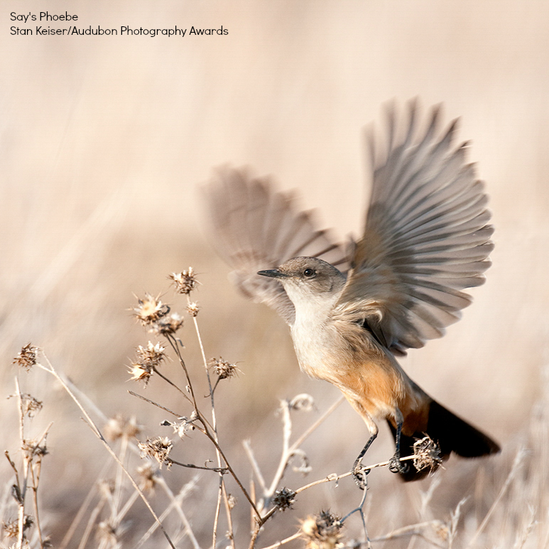 Foto de ave do National Audubon Society