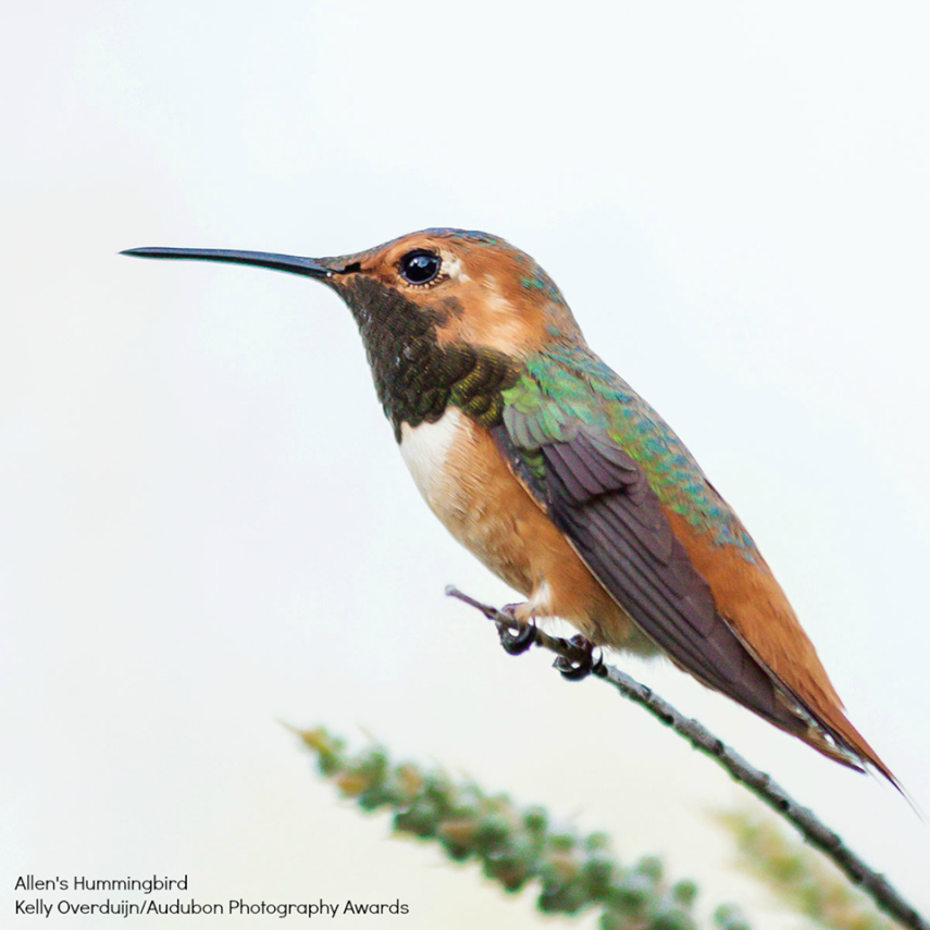 Foto de ave do National Audubon Society
